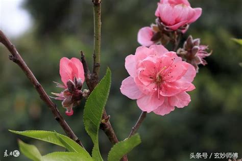 怎麼知道是爛桃花|桃花運的爛桃花是什麼意思？如何化解爛桃花？如何增。